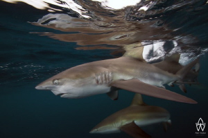 "Speed" - this image really brings a smile to my face eve... by Allen Walker 